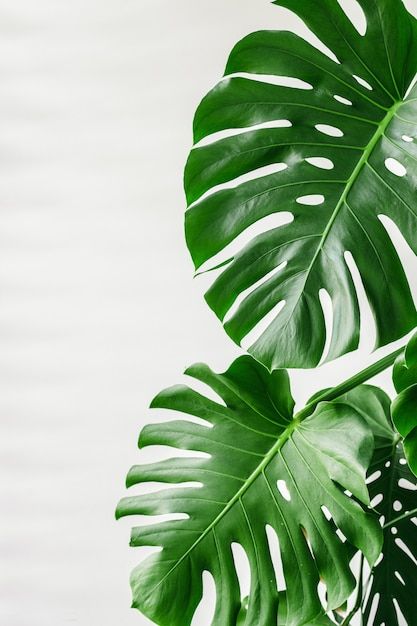 Big Leaf Plants, Leaves Wallpaper Iphone, Leaf Photography, Boho Leaves, Palm Tree Leaves, Image Nature, Plant Photography, Plant Wallpaper, Big Leaves