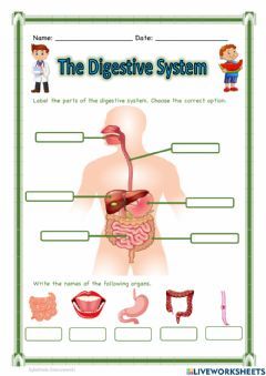 The Digestive System Language: English Grade/level: 3 School subject: Science Main content: Digestive System Other contents: The digestive system Digestive System Project, Digestive System Activities, Digestive System Organs, Digestive System For Kids, Digestive System Model, Digestive System Diagram, Digestive System Worksheet, Teaching Cursive, Human Digestive System