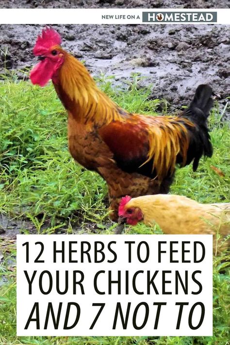 Weird Eggs, Raising Chickens Diy, Meal Worms Raising, Feed Chickens, Livestock Animals, Chicken Coups, Raising Turkeys, Small Holding, Homestead Gardening