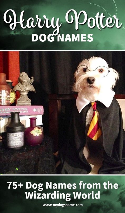 Are you a Harry Potter fan? If so, check out these 75+ Harry Potter dog names!   Harry Potter dog names are perfect if you're a fan of this beloved series. We have so many options to choose from! The list includes everything from main characters to more obscure and unique ideas only a true Harry Potter fan will understand.   Dive into the wizarding world of Harry Potter dog names with this ultimate list! Harry Potter Names Pets, Marvel Dog Names, Harry Potter Pet Names, Harry Potter Dog Names, Harry Potter Names, Dogs Names List, Goldendoodle Names, Harry Potter Dog, Harry Potter Pets