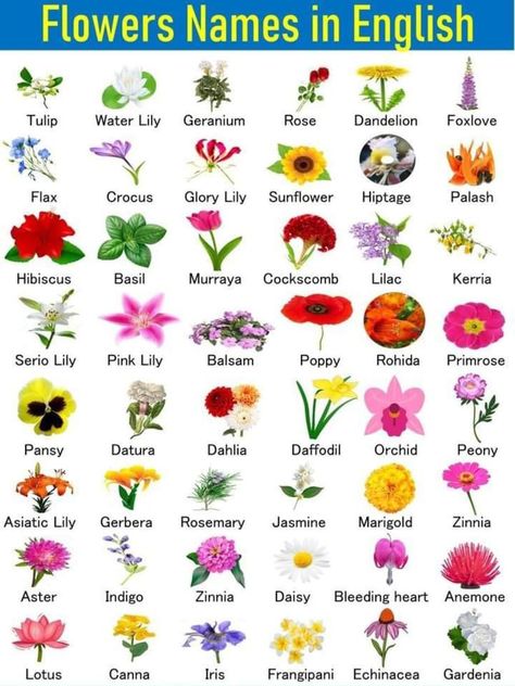 English Style Flower Arrangements, Plant Meanings Chart, Flowers Meanings Chart, All Flowers Name, Flowers Name In English, Pretty Flower Names, Savage Pics, Plants Types, Flower List