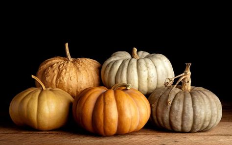 Heirloom Pumpkin Recipe, Diy Heirloom Pumpkins, Heirloom Pumpkins, Different Types Of Pumpkins, Hot Squash Velvet Pumpkins, Planting Pumpkin Seeds, Heirloom Pumpkin Varieties, Types Of Pumpkins, Pumpkin Varieties