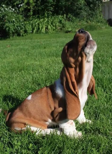 14 Hilarious Basset Hound Pics You Won't Forget | PetPress Hound Dog Puppies, Basset Puppies, Hound Dog Breeds, Basset Hound Puppy, Hound Puppies, Basset Hound Dog, Bassett Hound, Basset Hounds, Cute Dogs And Puppies