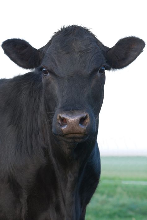 Black Angus Cows Pictures, Christmas Cows, Western Office, Ranch Wife, Angus Cow, Aberdeen Angus, Beef Cow, Vegetarian Protein Sources, Dairy Cow