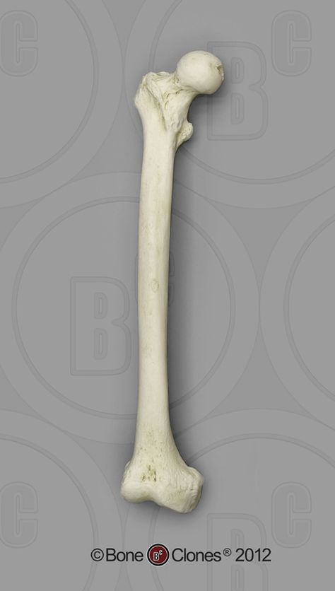 Human Adult Male Femur, African - Bone Clones, Inc. - Osteological Reproductions Bones Photo Reference, Animal Bones Reference, Bone Reference Drawing, Femur Bone Anatomy, Bones Reference, Bone Reference, Hand Bone Anatomy, Bones Human, Femur Bone