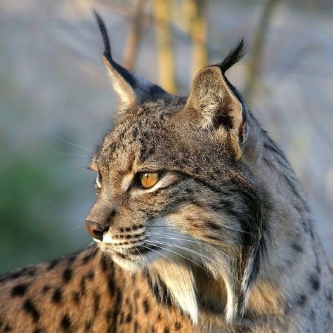 Linx Cat Drawing, Iberian Lynx Cat, Lynx Cat Aesthetic, Bobcat Aesthetic, Wild Cat Aesthetic, Eurasian Lynx Cat, Lynx Reference, Linx Cat, Lynx Photography