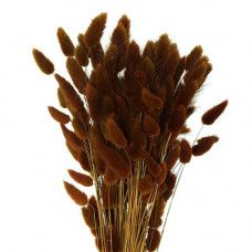 Insight on Flower Availability | Mayesh Brown Bunny, Brown Flowers, Bunny Tail, Blog Planner, All Flowers, Dried Flower, Flower Arrangement, Colour Tone, Mother Nature