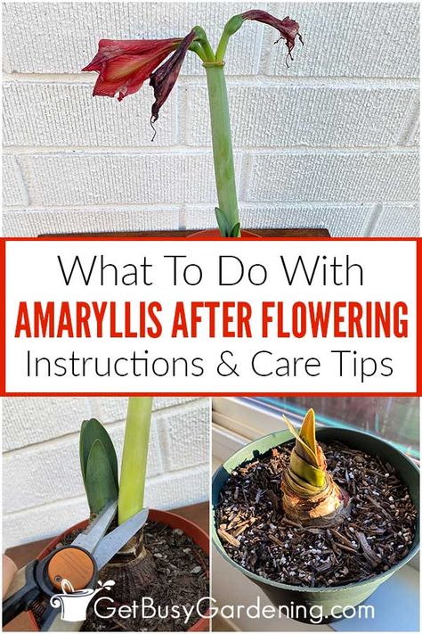 Caring For Amaryllis, What To Do With Amaryllis After It Blooms, How To Care For Amaryllis After Blooming, Amaryllis Care After Bloom, Flower Amaryllis, Anne Aesthetic, Amaryllis Arrangement, Amaryllis Care, Flower Planting Guide