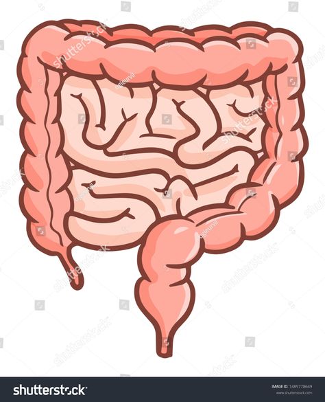 Intestines Drawing Art, Intestines Illustration, Intestines Art, Intestines Drawing, Colon Anatomy, Nutrition Illustration, Stomach Drawing, Intestines Anatomy, Human Body Science Projects