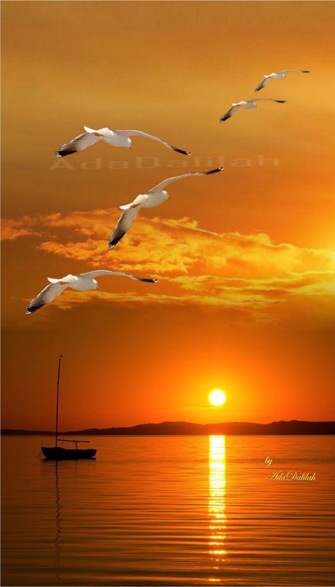 Ocean Creatures Art, Söt Katt, Photo Montage, Good Morning Beautiful Images, Love Animation Wallpaper, Sunset Sea, Sea Gull, Pretty Pics, Sunset Nature