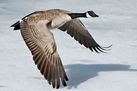 Native American Animals, Duck Species, Busy Beaver, Canadian Goose, O Canada, Flying Geese, Toulouse, Birds In Flight, Canada Goose