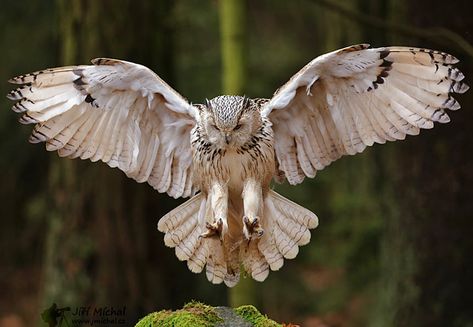 Eurasian Eagle Owl, Owl Wings, Owl Photography, Eagle Owl, Owl Tattoo Design, Owl Photos, Owl Eyes, Owl Pictures, Owl Tattoo