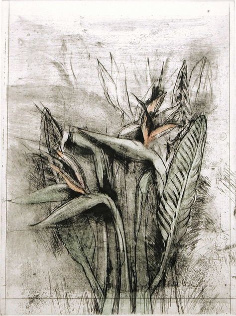 Jim Dine - Strelitzia, from Temple of Flora, 1978, etching, drypoint, photogravure with watercolor Jim Dine Art, James Rosenquist, Jim Dine, Drypoint Etching, Claes Oldenburg, Nature Sketch, Jasper Johns, Artist Models, Plant Drawing