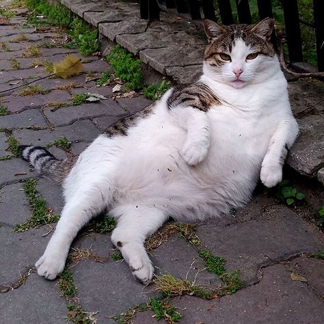 Rest in peace Tombili! - Istanbul's Most Famous Cat Honored With Its Own Statue At Its Favorite Spot Cat Quotes Funny, Pet Day, Cat Statue, Cat Photography, Fat Cats, Cat Sitting, Animals Of The World, Funny Animal Pictures, Beautiful Cats