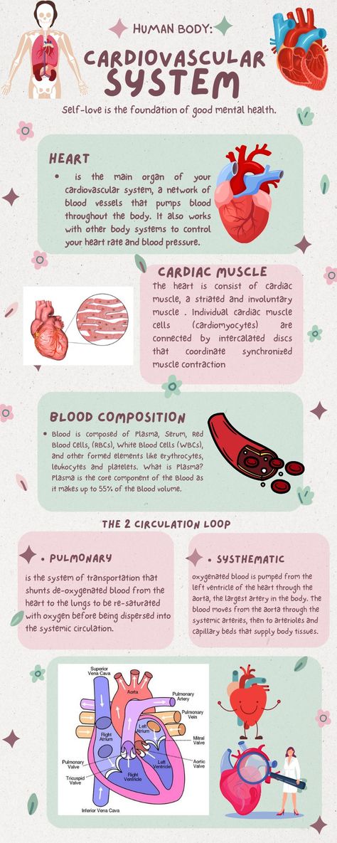 Cardiovascular Disease Poster, Cardiac Mri Anatomy, The Cardiovascular System, The Cardiovascular System Notes, Cardiothoracic Surgery Notes, Cardiovascular System Notes Nursing, Circulatory System Notes Aesthetic, Toxicology Aesthetic, Heart Anatomy Studying