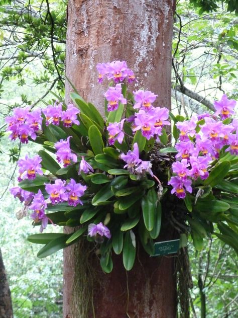 orchids in their natural habitat!! Orchids In Natural Habitat, Gardener Aesthetic, Orchid Roots, Gardening Aesthetic, Growing Orchids, Orchids Garden, Exotic Orchids, Aesthetic Garden, Cymbidium Orchids