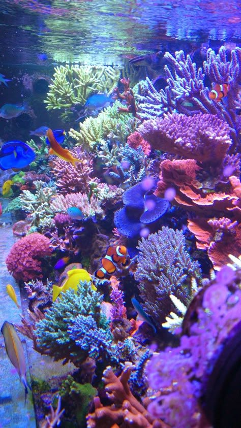 Large Build 320 Gallon SPS Build | Page 19 | REEF2REEF Saltwater and Reef Aquarium Forum Sea Coral Aesthetic, Coral Reef Images, Beautiful Coral Reef, Coral Reefs Aesthetic, Aesthetic Coral Reef, Coral Aesthetic Ocean, Aquarium Aesthetic Wallpaper, Ocean Life Aesthetic, Great Coral Reef