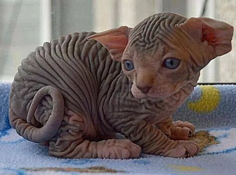 22 Disgusting Hairless Animal Photos You Can't Look Away From Hairless Animals, Gatos Cool, Most Popular Cat Breeds, Ugly Cat, Cute Cat Breeds, Super Cat, Beautiful Cat Breeds, Most Beautiful Cat Breeds, Hairless Cat