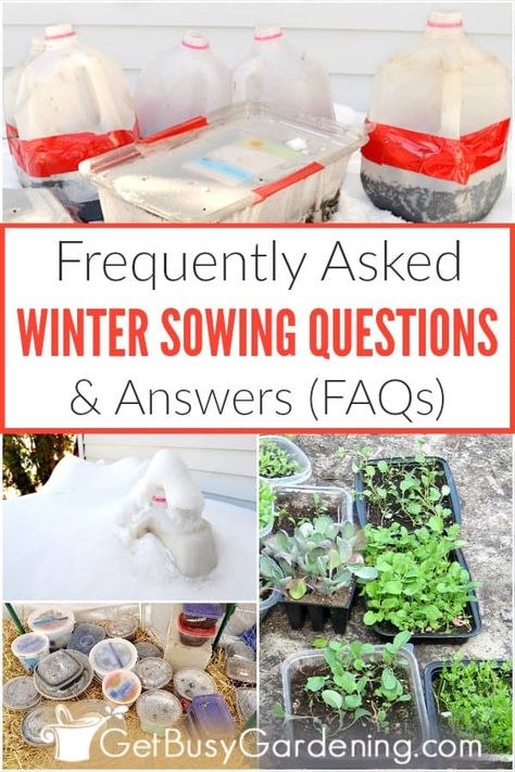 Winter Sowing, Gardening Seeds, Winter Greenhouse, Winter Vegetables Gardening, Winter Gardening, Seed Saving, Mini Greenhouse, Greenhouse Gardening, Growing Seeds