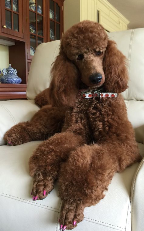 Red standard poodle Sophia Red Moyen Poodle, Standard Poodle Parti, Standard Poodle Haircut Styles, Brown Standard Poodle, Red Standard Poodle, Anjing Poodle, Poodle Haircut, Poodle Cuts, Red Poodles