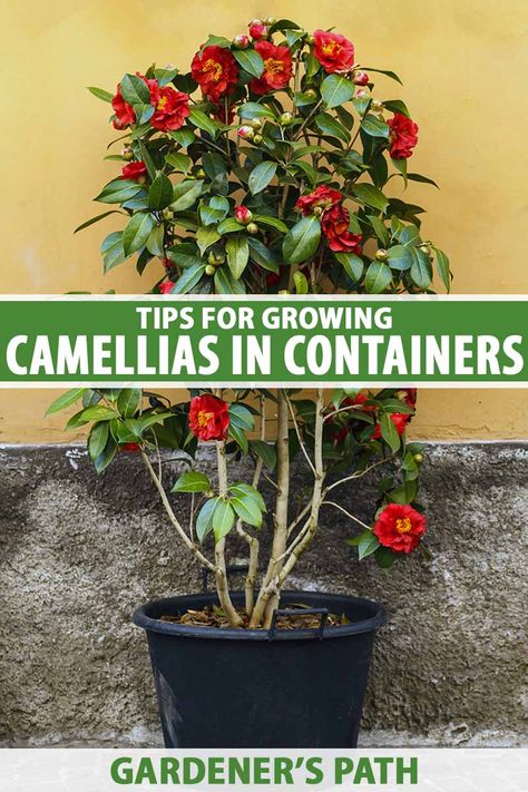 Camelia Tree, Landscape Planters, Yuletide Camellia, Camellia Tree, Front Porch Plants, Camellia Plant, Short Trees, Homestead Gardening, In From The Cold