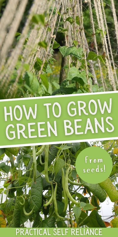 How to Grow Green Beans From Seeds: Vegetable Garden DIY Ideas - Growing green beans vertically on a trellis is easy to do once you know how! Learn all about how to grow green beans this spring! spring gardening ideas | gardening for beginners | grow your own food How To Grow Green Beans, Green Bean Trellis Ideas, Grow Green Beans, Growing Vegetables From Seeds, Thanksgiving Green Beans, Growing Green Beans, Growing Beans, Seed Growing, French Beans