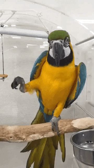 Parrot Gif, Cats Kittens, Profile Page, Happy Family, Animated Gif, Parrot, Look At, Kittens, I Can