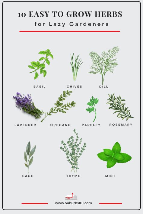 10 Easiest Herbs to Grow in Your Garden (Lazy Gardener) Easiest Herbs To Grow Indoors, Herb Gardening For Beginners, Planting Herbs Outdoors, Home Herb Garden, Easiest Herbs To Grow, Beginner Garden, Growing Irises, Best Herbs To Grow, Easy Herbs To Grow