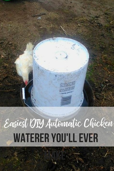 This is so simple! You can make this DIY automatic chicken waterer at home! It's such an easy DIY project for backyard chicken owners. Diy Chicken Waterer, Chicken Watering System, Chicken Waterer Diy, Chicken Water Feeder, Chicken Feeder Diy, Urban Chicken Farming, Chicken Waterer, Chicken Owner, Chicken Feeders