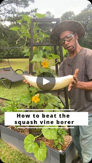 148K views · 30K reactions | How to beat the squash vine borer #growingoutthebox #garden #gardening #growyourownfood #reelsinstagram #reelsfacebook #reels #reelsfbシ #backyardgarden #squashvineborer #vineborer #howtogrowsquash #georgiacandyroaster #candyroaster #sweetpotatosquash | Growing Out The Box | growingoutthebox · Original audio Grow Squash Vertically, Grow Squash, Growing Squash, Vegetable Garden Diy, Garden Pests, Grow Your Own Food, July 15, Growing Food, Grow Out