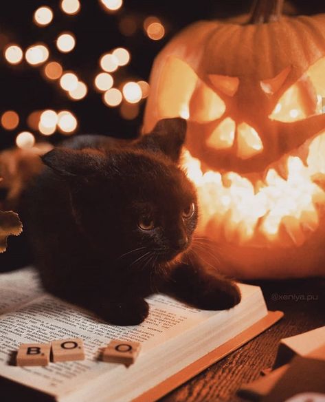 Halloween Aethetic, Cat Photoshoot Ideas Halloween, Cat Halloween Aesthetic, Halloween Aesthetic Cat, Cat Fall Photoshoot, Black Cat Halloween Aesthetic, Black Cat Aesthetic Halloween, Black Cats In Fall, Black Cat Autumn Wallpaper