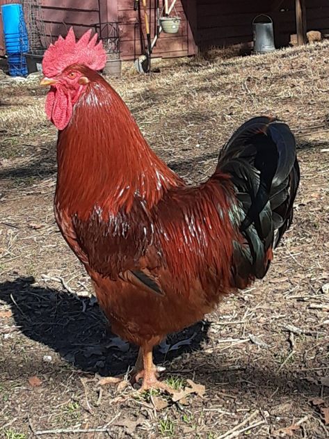 He is a gorgeous specimen who is literally the cock of the roost. Rhode Island Red, in charge of the backyard chicken run. Rhode Island Red Rooster, Tattoos Pets, Australorp Chicken, Aesthetic Chicken, Beautiful Rooster, Pet Tattoo Ideas, Pet Drawings, Pet Anime, Chicken Drawing