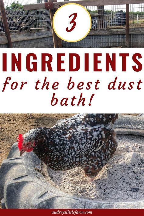 Dusting Bath For Chickens, How To Make Dust Bath For Chickens, Tire Dust Bath For Chickens, Dust Bath Chickens, Dirt Bath Chickens, Diy Chicken Dirt Bath, Quail Dust Bath Ideas, How To Make A Dust Bath For Chickens, Chicken Dusting Box Ideas