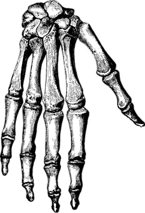 Finger Anatomy, Bone Clipart, Skeleton Hands Drawing, Hand Bones, Bone Drawing, Skeleton Drawing, Hand Clipart, Skeleton Drawings, Bone Tattoos