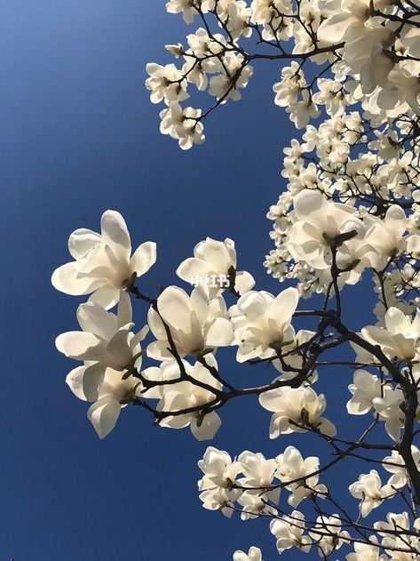 Magnolia Stellata, Colouring Pics, White Magnolia, Nothing But Flowers, Late Winter, Print Inspiration, Dreamy Art, Ipad Wallpaper, Summer Garden