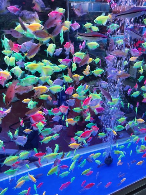 Neon Fish Tank, Aquatic Ambience, Fish Tank Aesthetic, Glow In The Dark Fish, Neon Sweet 16, Neon Tetra Fish, Glowing Fish, Neon Fish, Aquarium Tanks