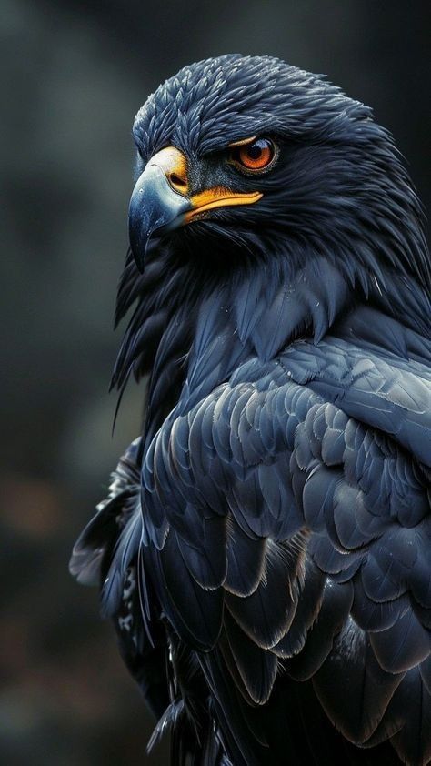 Black Hawk Eagle, Home Screen Wallpaper Hd, Eagle Artwork, Birds Photography Nature, Hawk Bird, Wild Animal Wallpaper, Regnul Animal, Eagle Images, Lion Photography