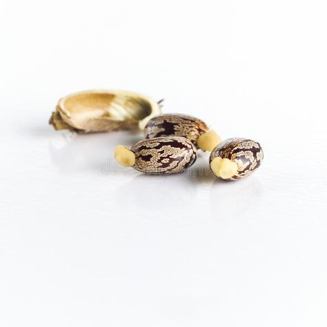 Seed Illustration, Beans Seeds, Castor Bean, Castor Seed, Social Media Drawings, Bean Seeds, Background White, African Food, Stock Photography Free