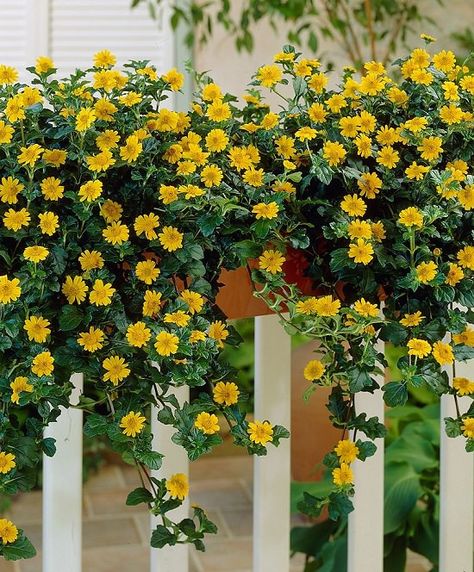 32 Appealing Cascading Flowers for Window Boxes | Balcony Garden Web Balcony Flower Box, Window Box Plants, Window Box Garden, Trailing Flowers, Porch Flowers, Cascading Flowers, Balcony Flowers, Window Box Flowers, Container Gardening Flowers