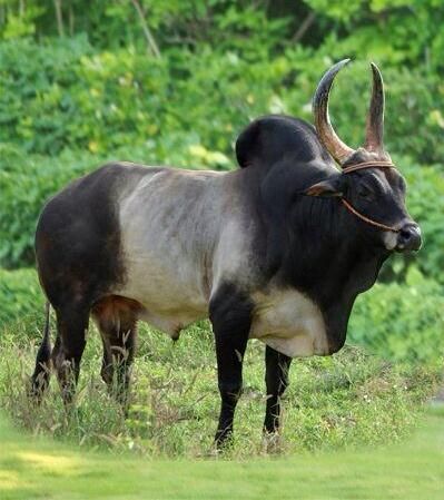 Kangayam Bull, Kangayam Bull Images, Indian Bull Images, Bull Art Drawing, Bull Images, Cow Photography, Bull Painting, Friendship Photography, Goat Horns