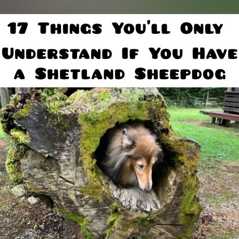 Shelties Dogs, Sheepdog Breeds, Sheltie Puppy, Sheltie Dogs, Puppies And Kitties, Dogs And Kids, Shetland Sheepdog, Dog Memorial, Dog Puppy