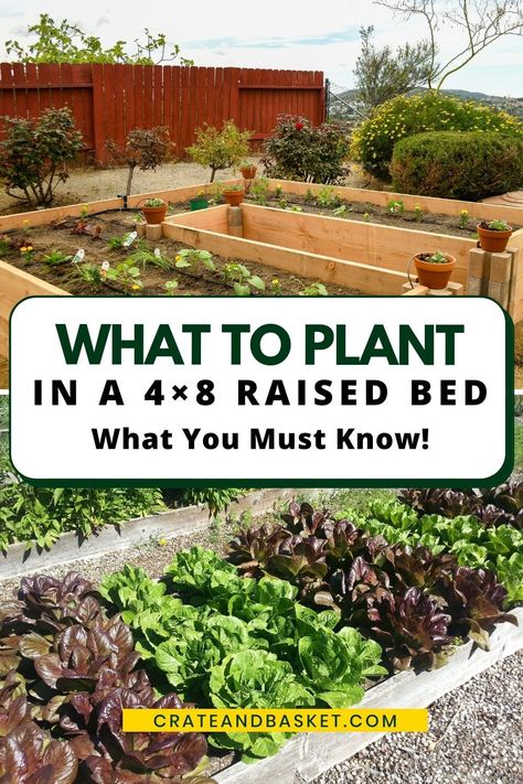 Raised Box Garden Ideas, 4 Raised Garden Beds Layout, Box Garden Layout, 8ft Raised Garden Bed, How To Plant In A Raised Garden Bed, Best Size For Raised Garden Beds, Garden Beds Raised Layout, Planting Beets Raised Beds, Garden Bed Set Up