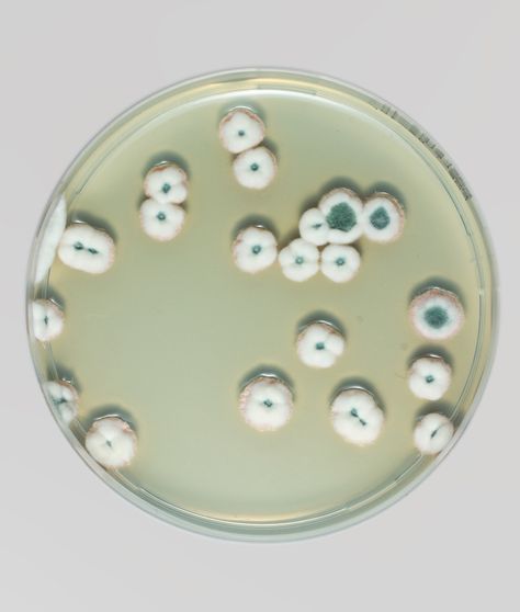 Magical Contamination : Photo Mold Art, Science Aesthetic, Growth And Decay, Petri Dishes, Bio Art, Petri Dish, Mold Release, Shoes Design, Art Objects