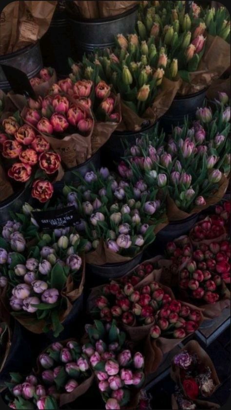 Aesthetic Iphone Wallpapers Vintage, Tulips Wallpaper Aesthetic, Tulips Flowers Aesthetic, Tulip Aesthetic, Iphone Spring Wallpaper, Tulip Wallpaper, Tulips Aesthetic, Tulips Wallpaper, Boquette Flowers