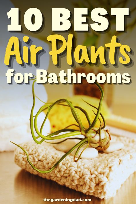 What are the best air plants for bathrooms? This article will go over the 10 best air plants for bathrooms and which ones are easy to keep alive and which ones require extensive care. #Thegardeningdad #airplants #Garden Bathroom Air Plants, Air Plants In Bathroom, Plants Good For Air, Air Plant Care Tips, Taking Care Of Air Plants, Types Of Air Plants, Air Plants Diy, Air Plants Care, Bathroom Plants