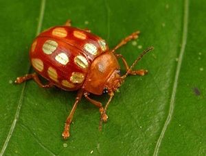 Suriname: This leaf beetle (Stilodes sedecimmaculata) is found only in the Guyana Highlands. There are more than 35,000 leaf beetle species in the world, and many feed only on a particular type of host plant. The beetles store toxic chemicals from the plants they eat in their bodies, and advertise this toxicity with bright colours to warn off predators. Beetle Species, Leaf Beetle, Cool Insects, Beetle Insect, Cool Bugs, A Bug's Life, Beetle Bug, Beautiful Bugs, Arthropods