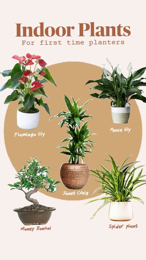 House Plants Bedroom, Easy Maintenance Plants, Boho Plant Decor, Lily Plant, Peace Lily Plant, Live Indoor Plants, Rubber Plant, Air Purifying Plants, Air Purifying