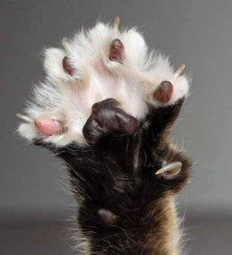 Cat Paw Anatomy, Cat Anatomy, Warrior Cat Drawings, Warrior Cat Oc, Cat Oc, Cat Reference, Cat Pose, Paws And Claws, Cat Claws