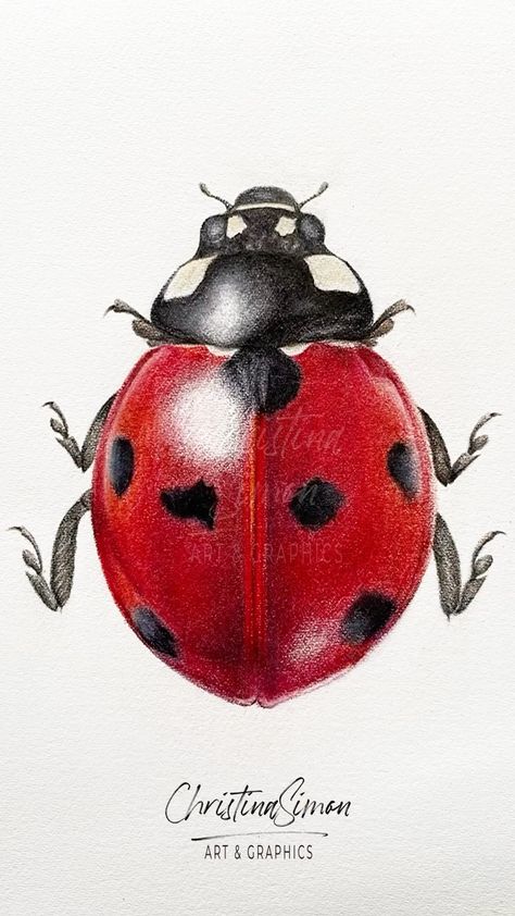 christinasimon.art on Instagram: 🐞 LADYBUG 🐞 Drawing the legs. . Paper: @fabriano1264 Artistico HP Enhanced 300gsm. Pencils: @carandache Luminance @fabercastellfrance… Ladybug Art Drawing, Drawing A Ladybug, Drawing Of Ladybug, Ladybug Sketch Tattoo, Ladybug Drawing Simple, Ladybug Sketch, Lady Bird Drawing, Ladybug Realistic, Realistic Ladybug Drawing