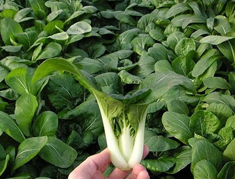 Chinese Cabbage Seeds, - Pak Choi, Non-heading leaf type Asian Vegetable. Click image to review more details. (This is an affiliate link) #vegetable #seeds Cabbage Seeds, Asian Vegetables, Pak Choi, Chinese Cabbage, Arugula, Non Gmo, Garden Seeds, Trinidad And Tobago, Lettuce